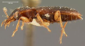 Media type: image;   Entomology 5935 Aspect: habitus lateral view